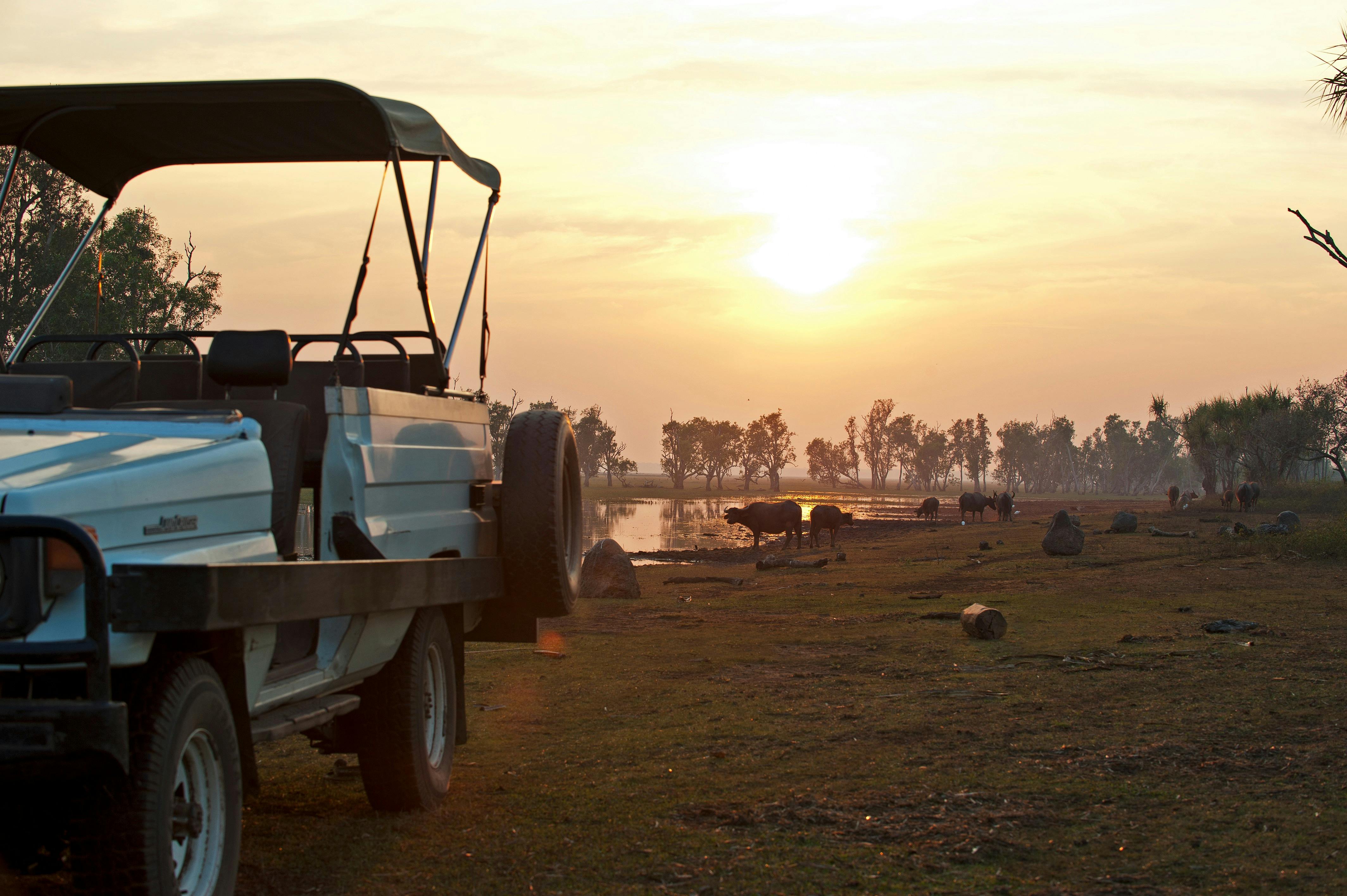Afternoon Safari Drive