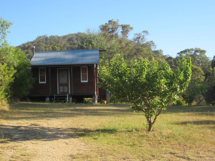 Peach Tree Cabin