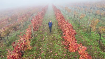 A winemaker walks in an autumn Canberra vineyard.