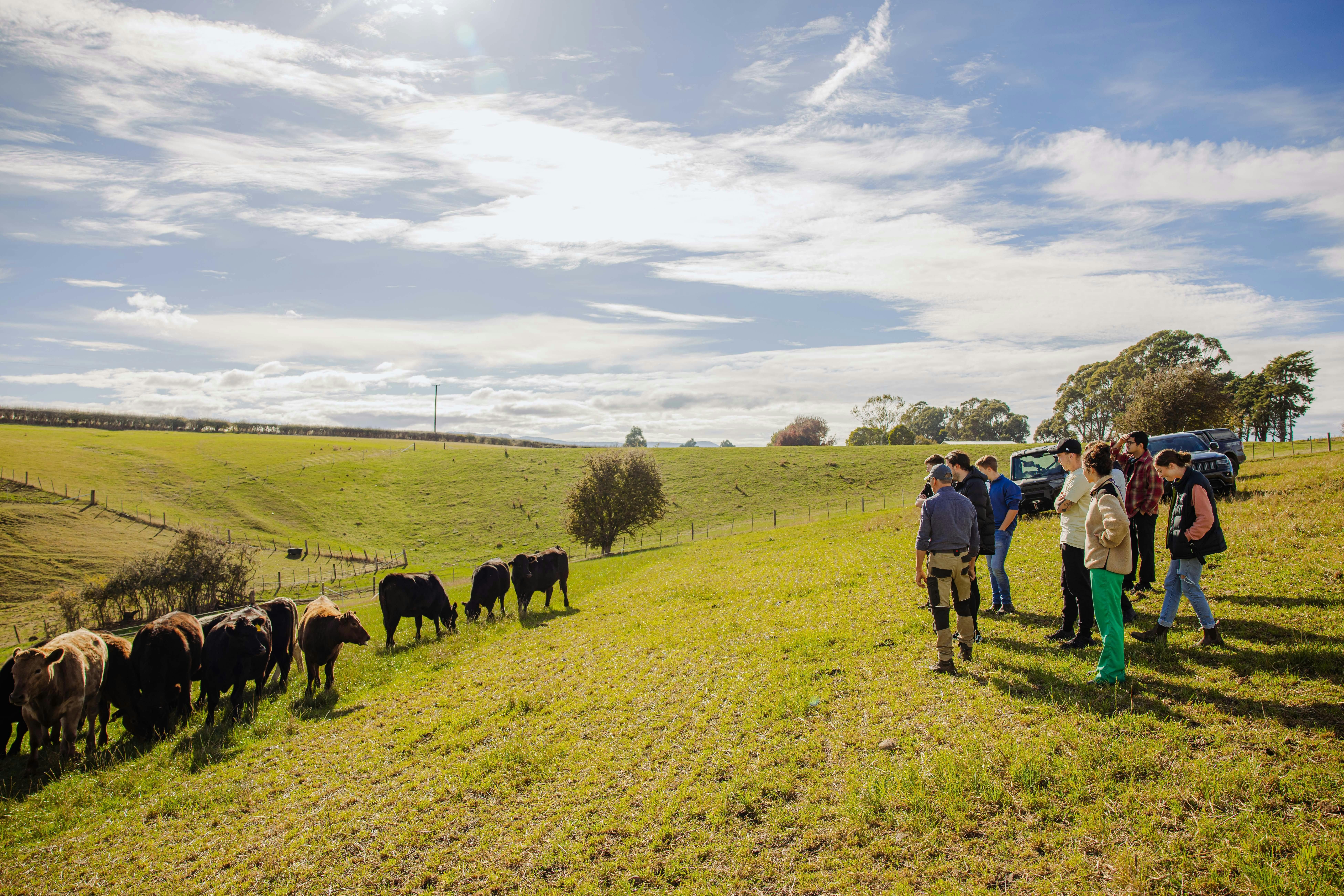 A large group walks through open paddocks towards grazing cattle at Mudbar Farm.