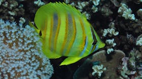 Magnetic Island Dive Site