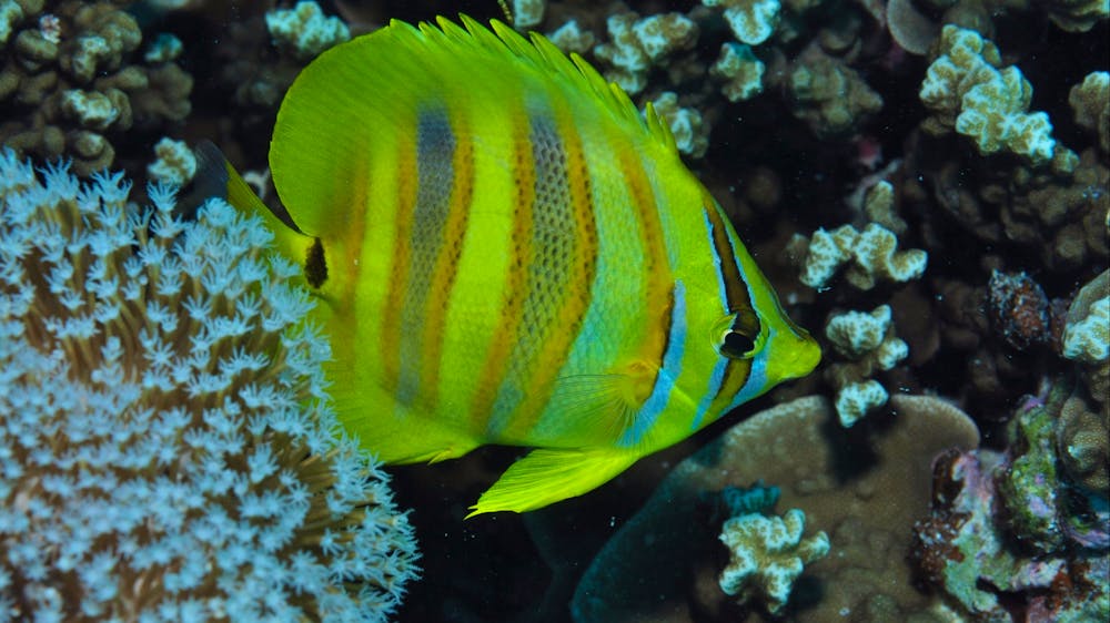 Magnetic Island Dive Site