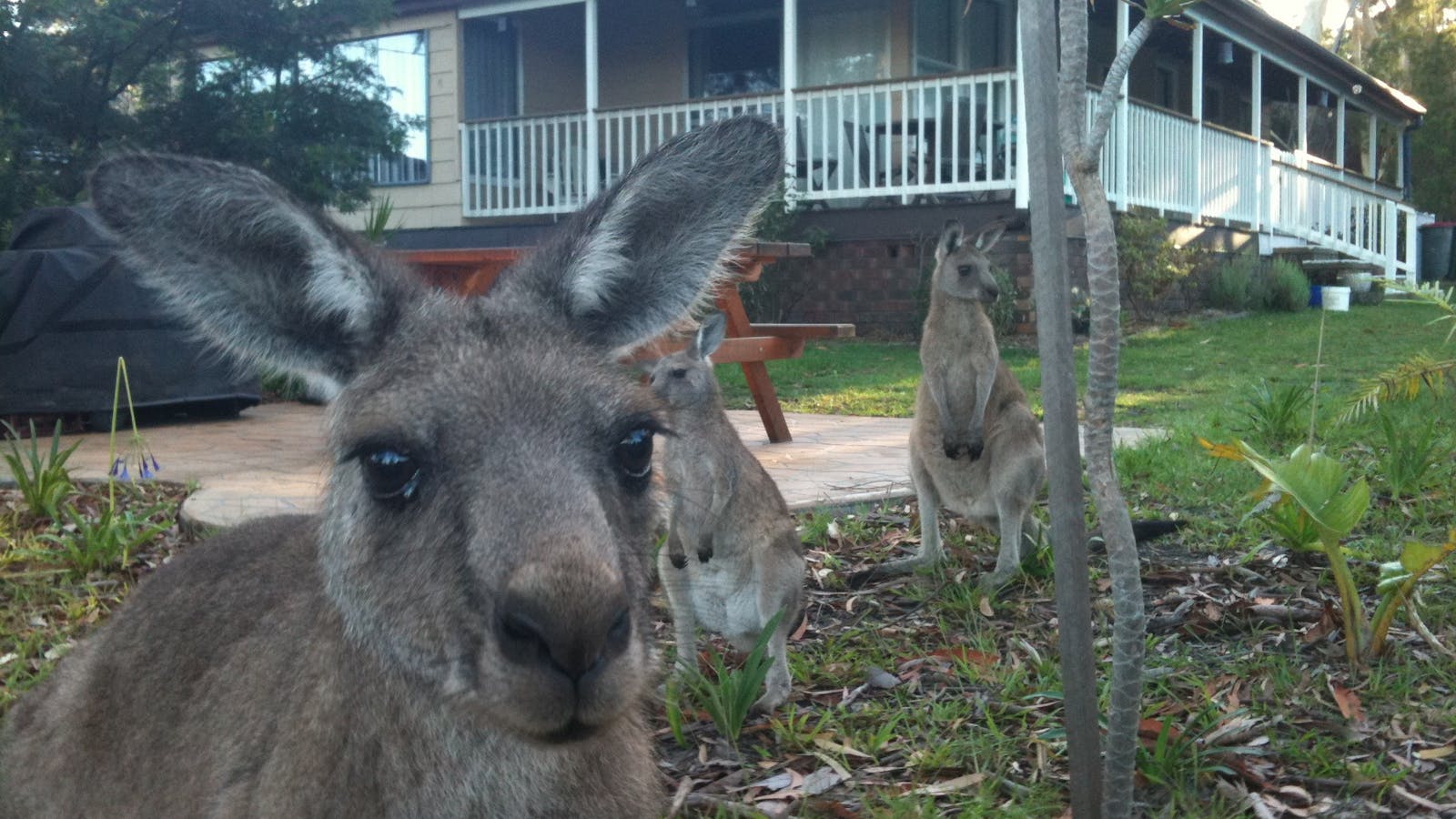 Kangaroos frequent the town and often pop in for a feed.