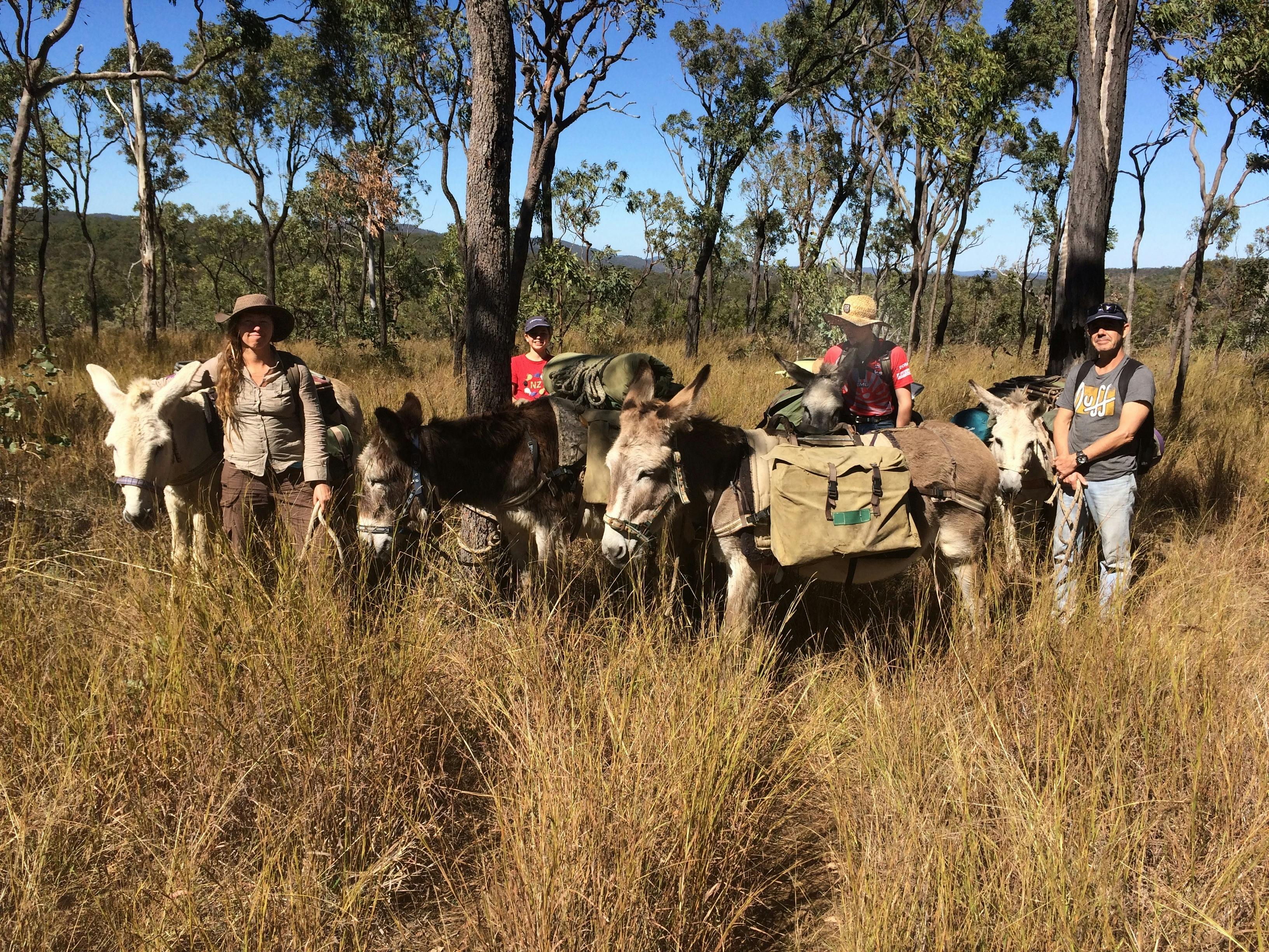 Group with Pack Donkey Team in Eucalyptus Woodland- Wild River Explorer Trek