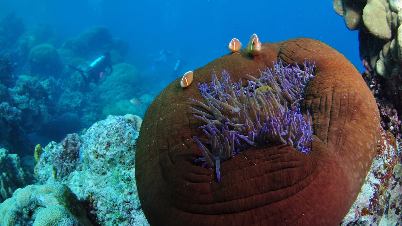 The Point Dive Site