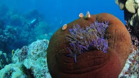 The Point Dive Site