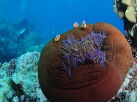 The Point Dive Site