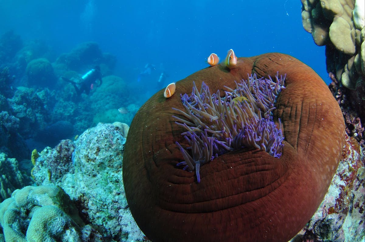 The Point Dive Site