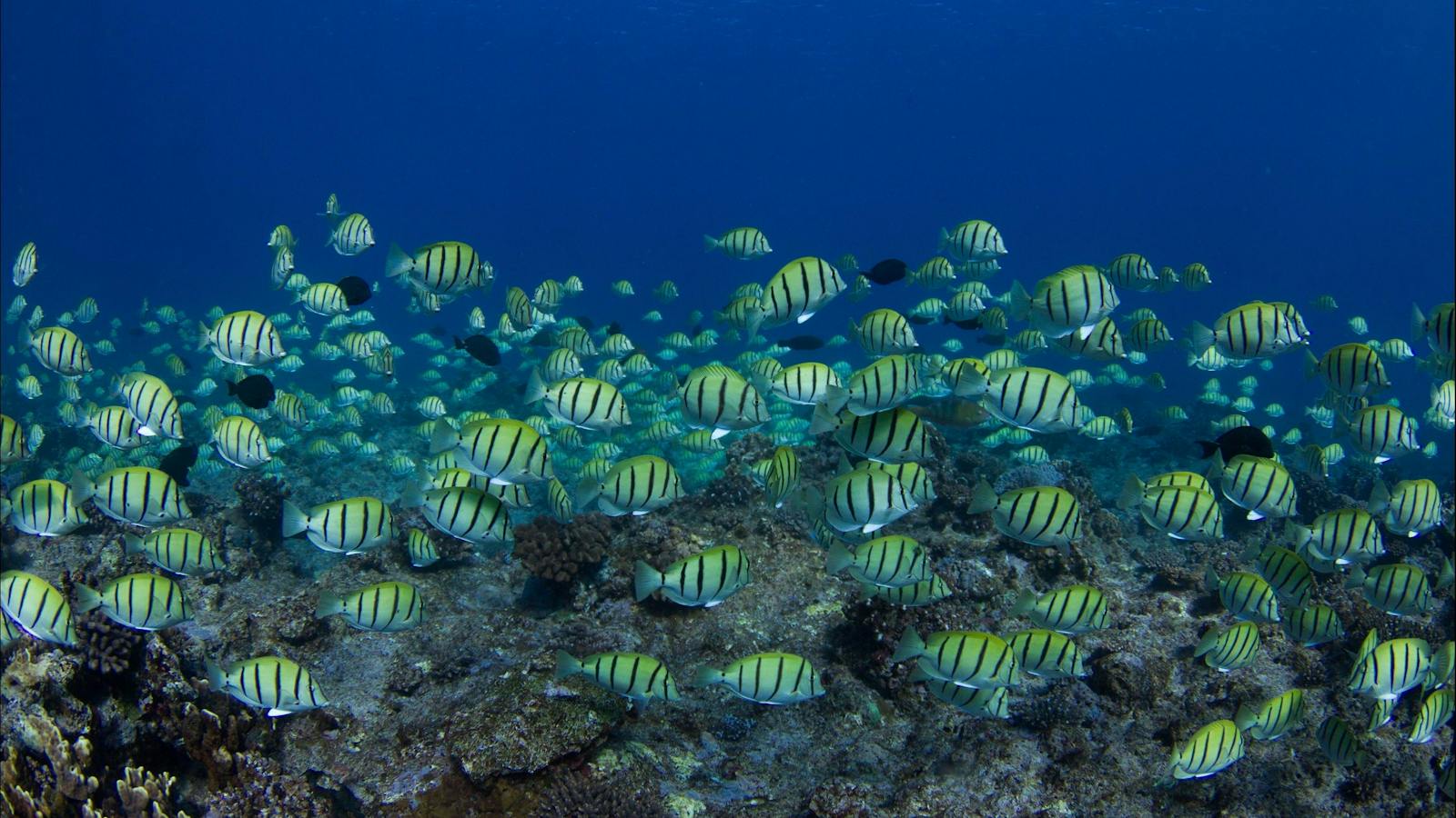 Kings Ningaloo Reef Tours, Exmouth, Western Australia