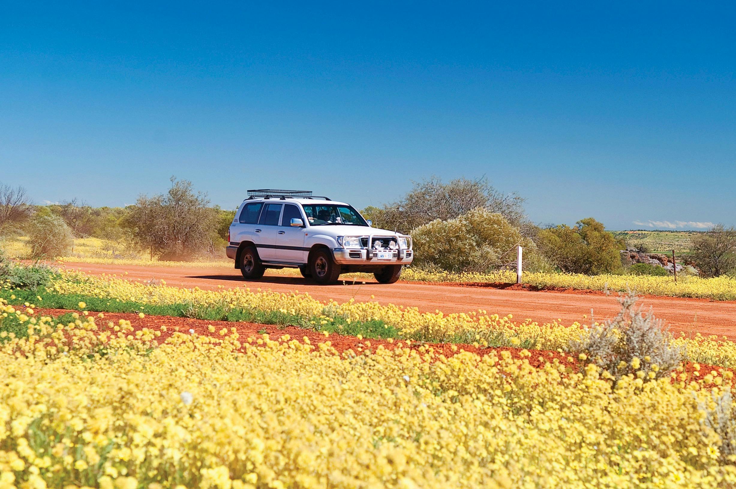 Everlastings Wildflower Trail, Coalseam Conservation Park, Western Australia