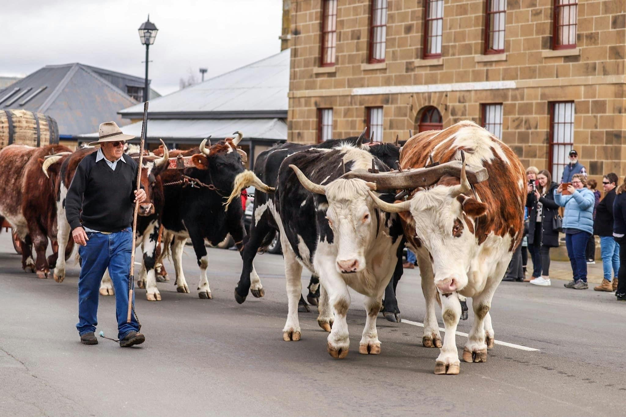 Street Parade at Oatlands Heritage & Bullock Festival
