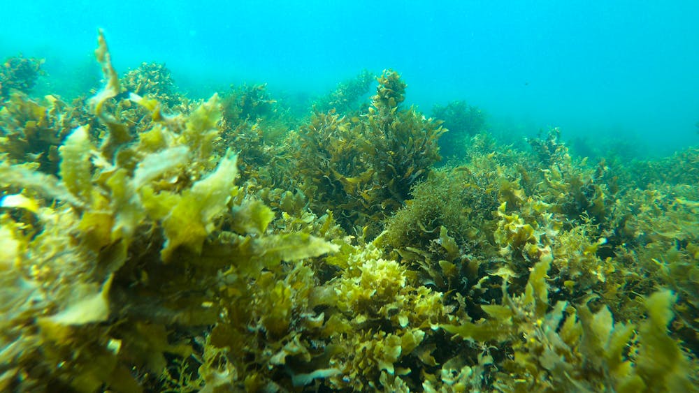 Recovery of the Great Barrier Reef