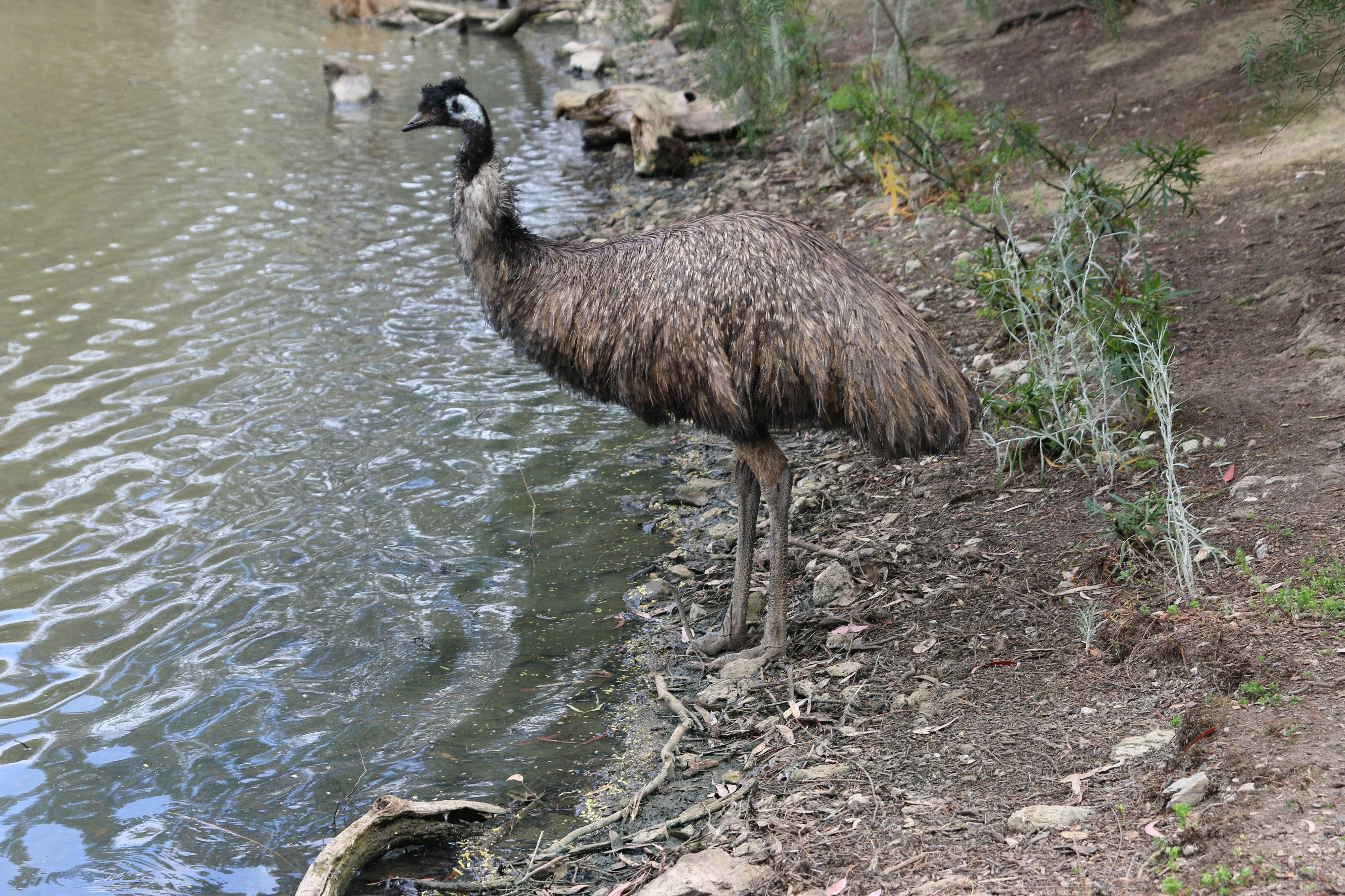 Kyabram Fauna Park has free-ranging emus, kangaroos and wallabies.