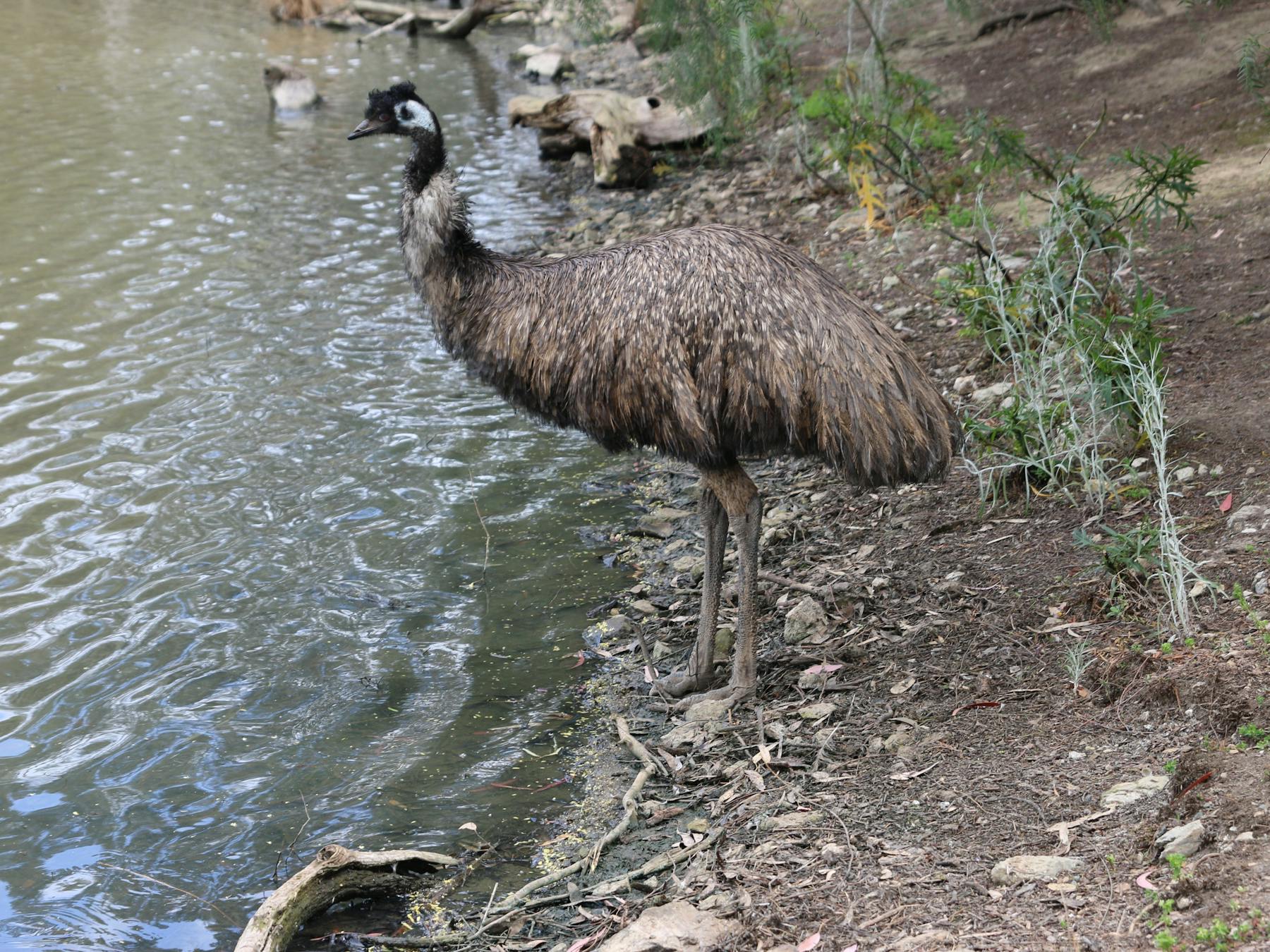 Kyabram Fauna Park has free-ranging emus, kangaroos and wallabies.