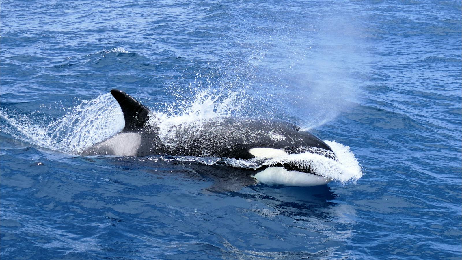 Killer Whale blows