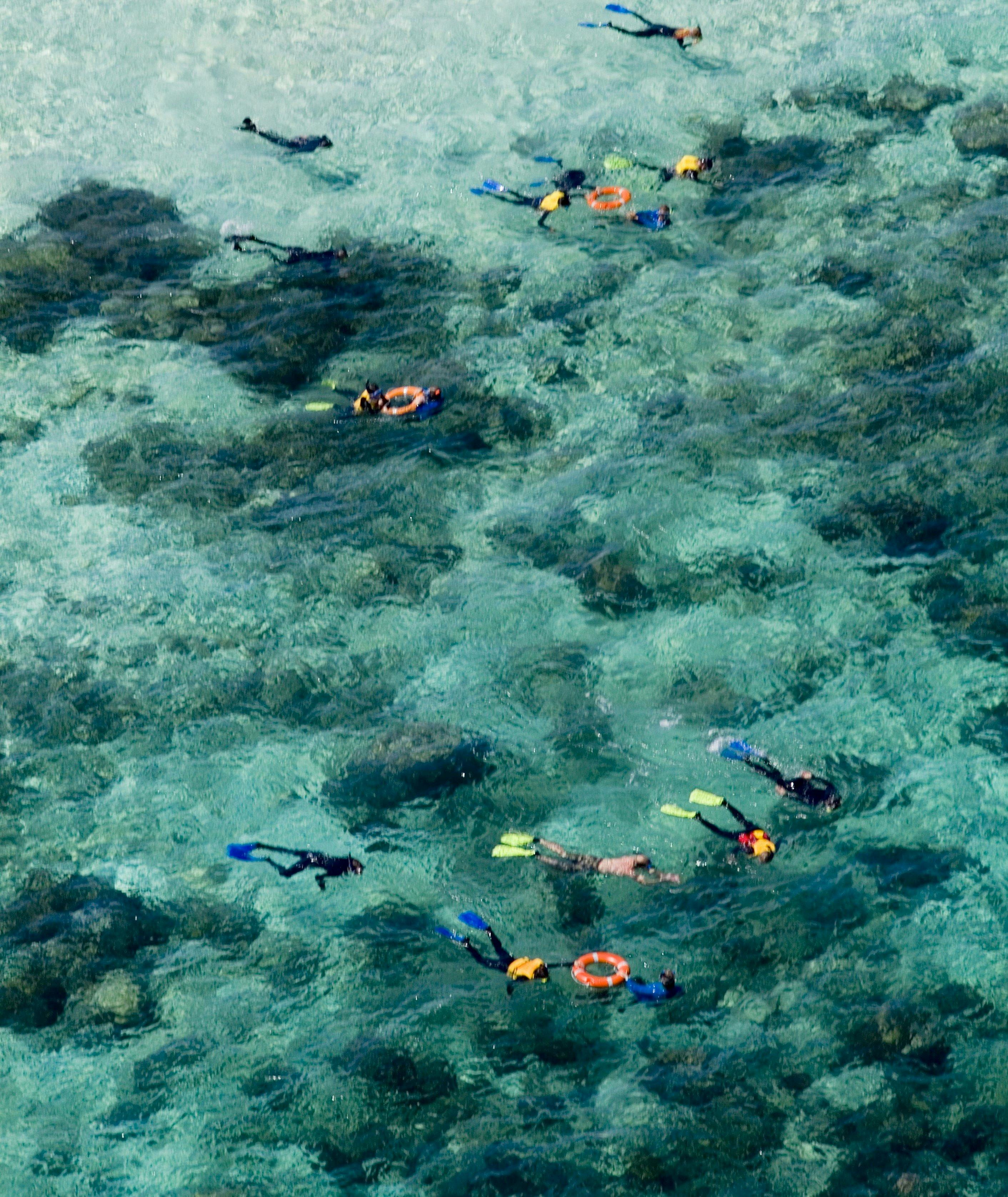 Snorkel Tour on "Wonder Wall" - Upolu Reef Ocean Freedom