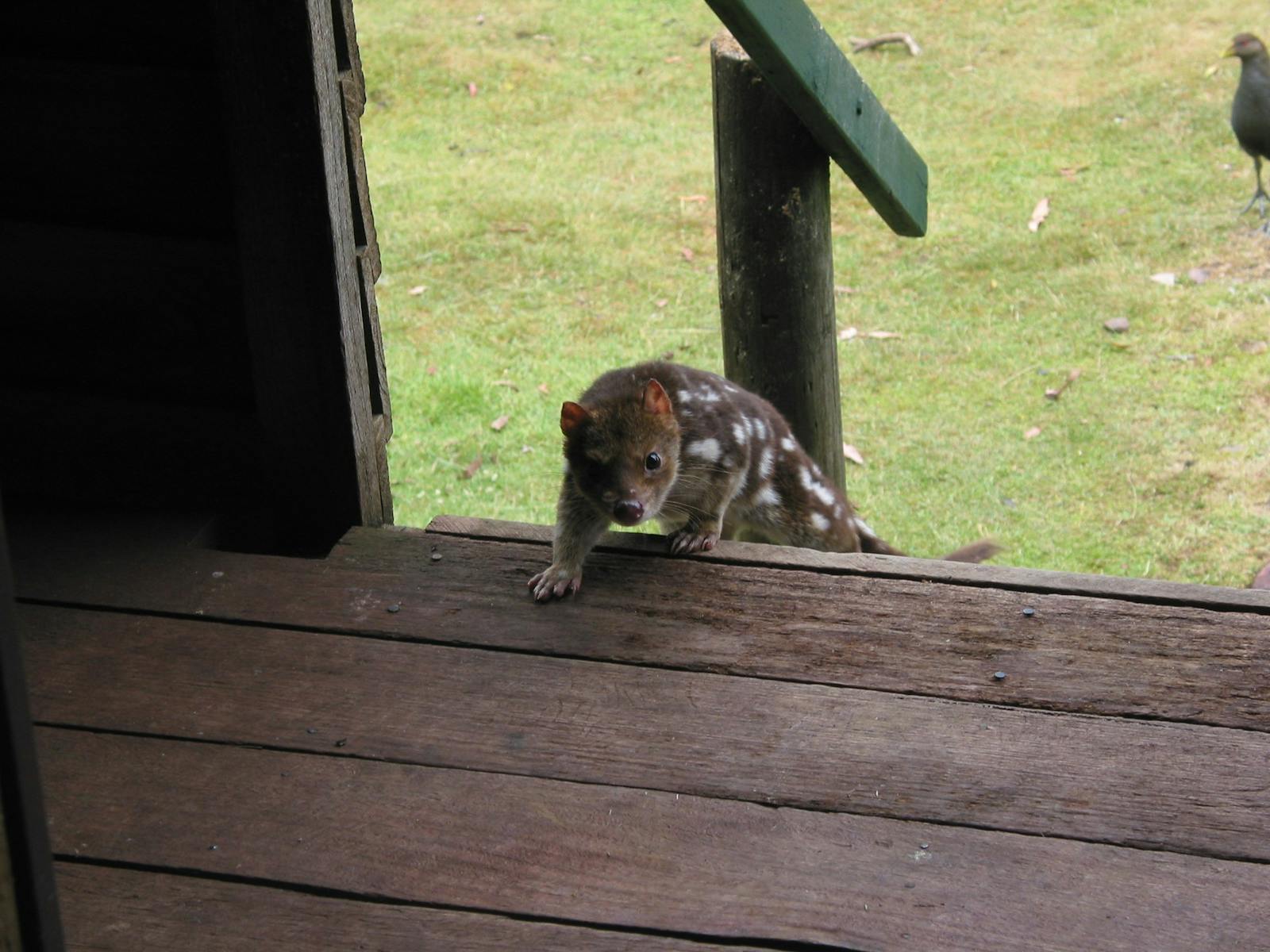 Spotted tailed Quoll on steps