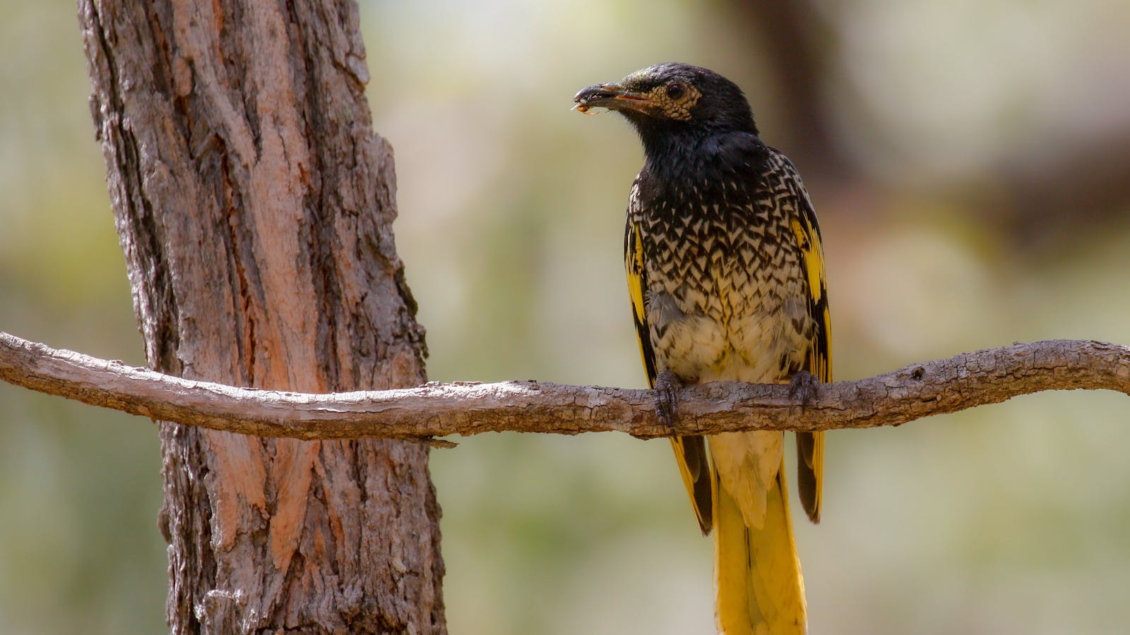 Image for Capertee Valley Bird Festival