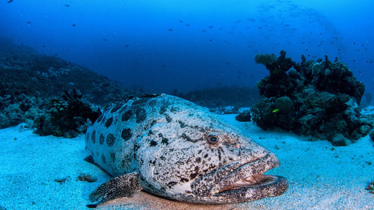 Giant Potato Cod