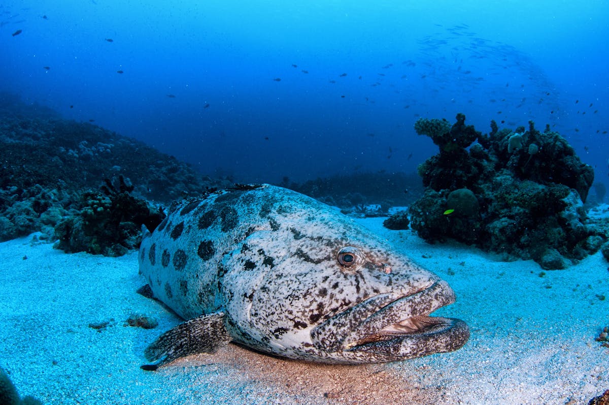 Giant Potato Cod