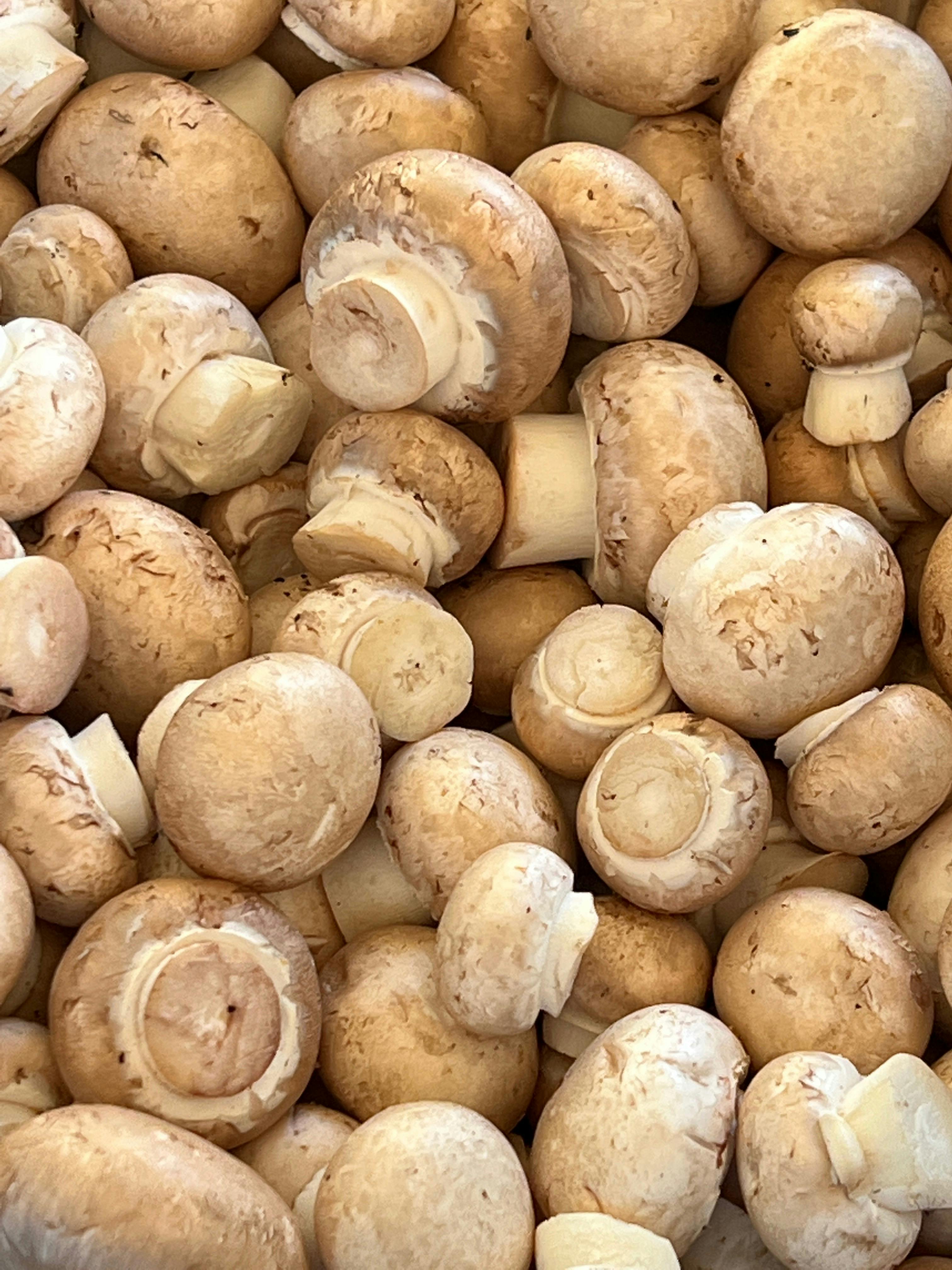 Big variety of specialist mushrooms