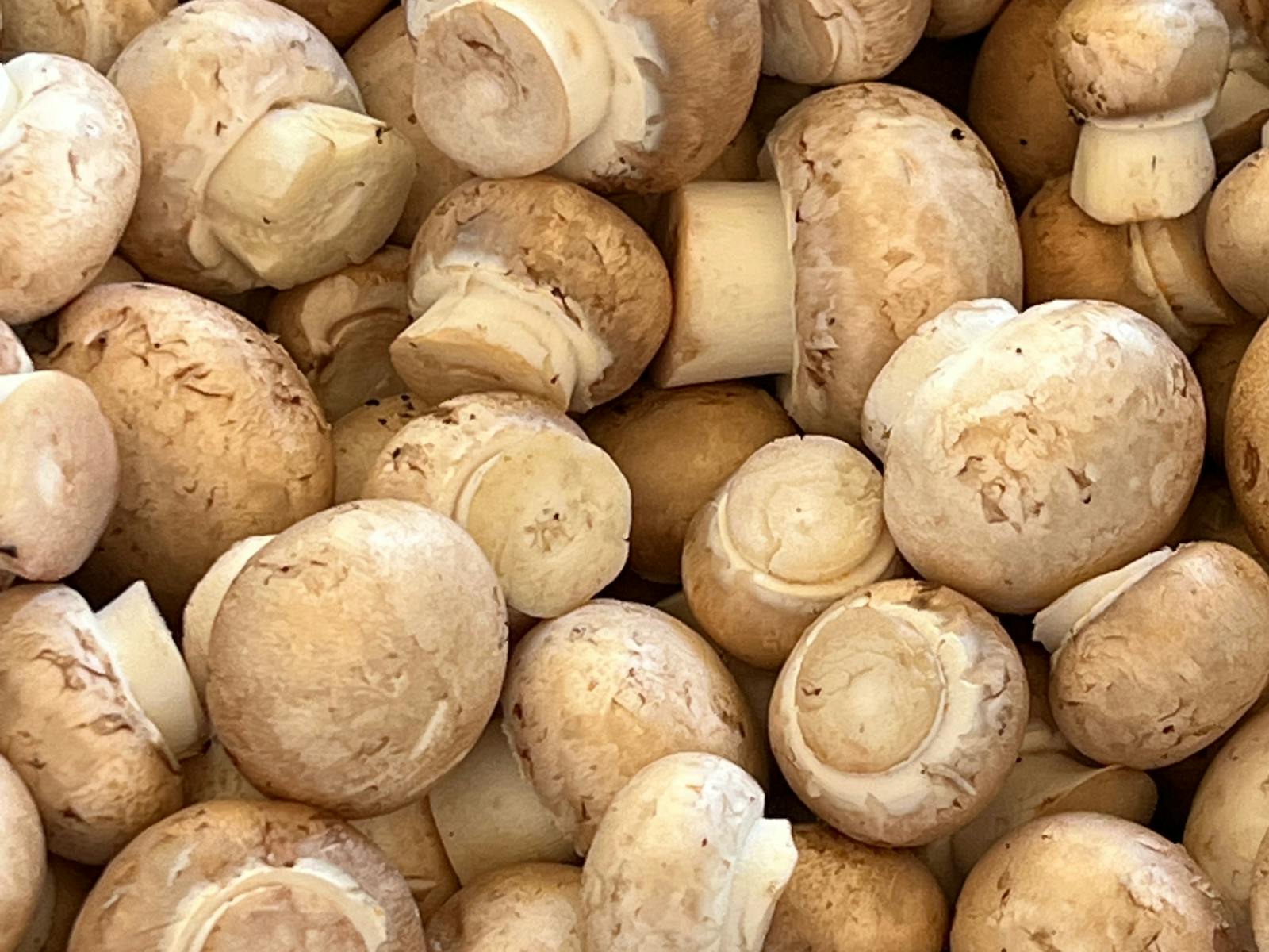 Michelle's mushrooms, just picked