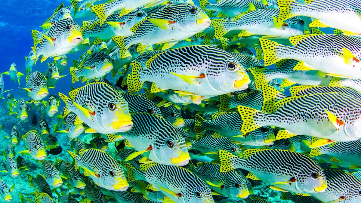 Many-line sweetlip - Ribbon Reefs