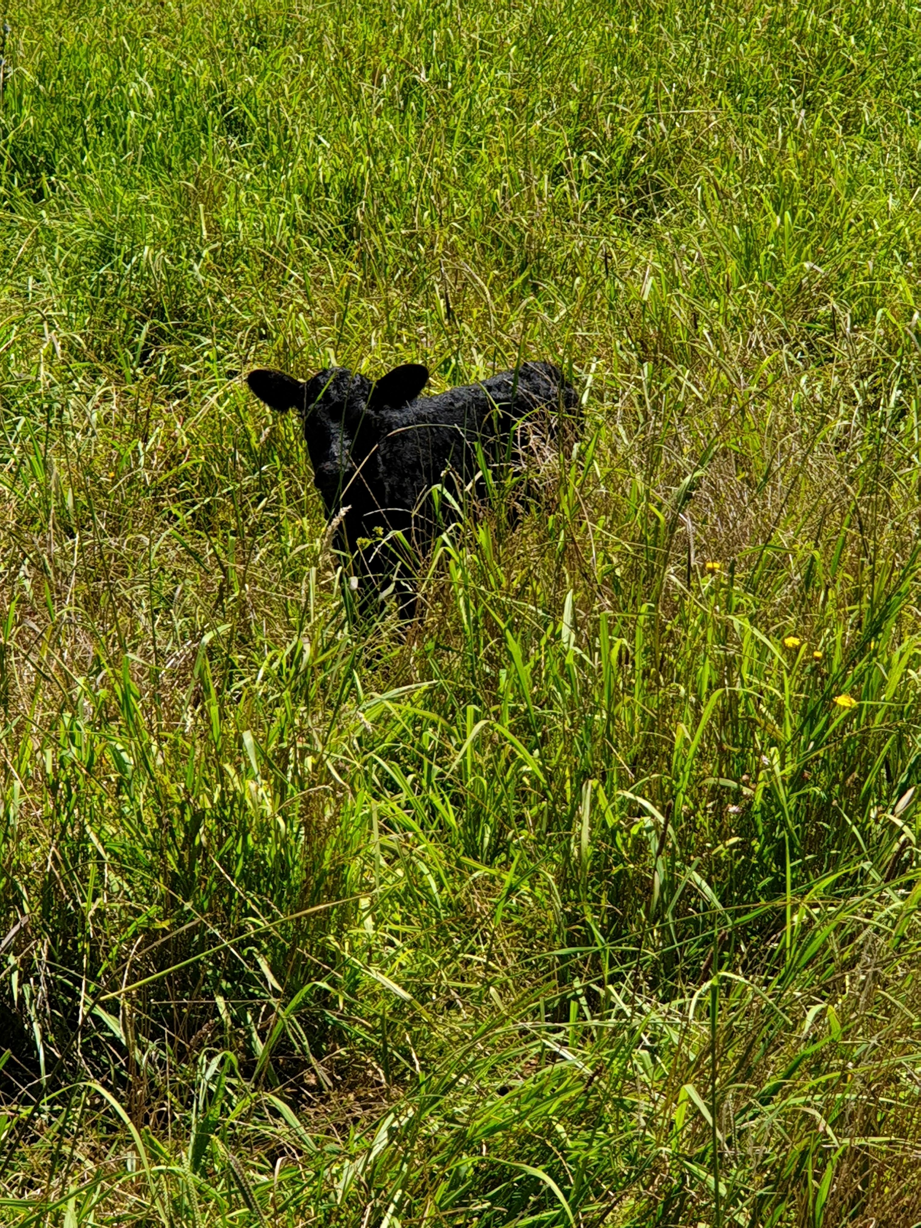 The Pines Pastoral Walking Tour
