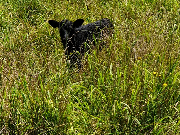 find the calf!