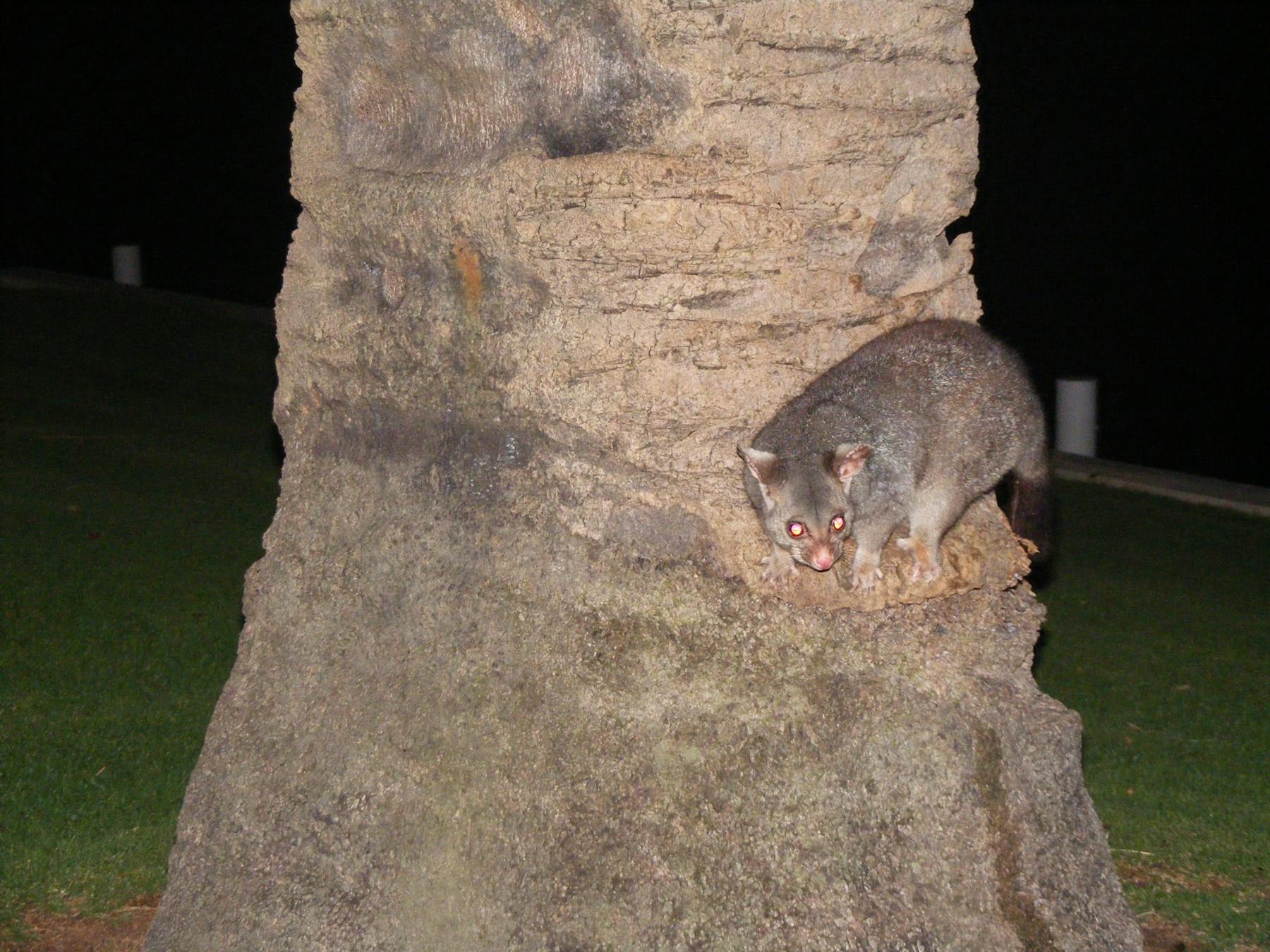 Possum Renmark Riverfront