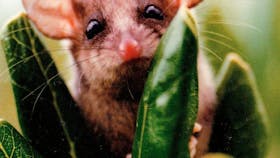 Peekaboo Pigmy Possum Pegarah Private Nature Reserve