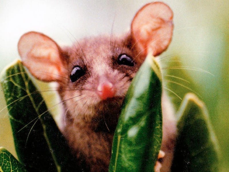 Peekaboo Pigmy Possum Pegarah Private Nature Reserve