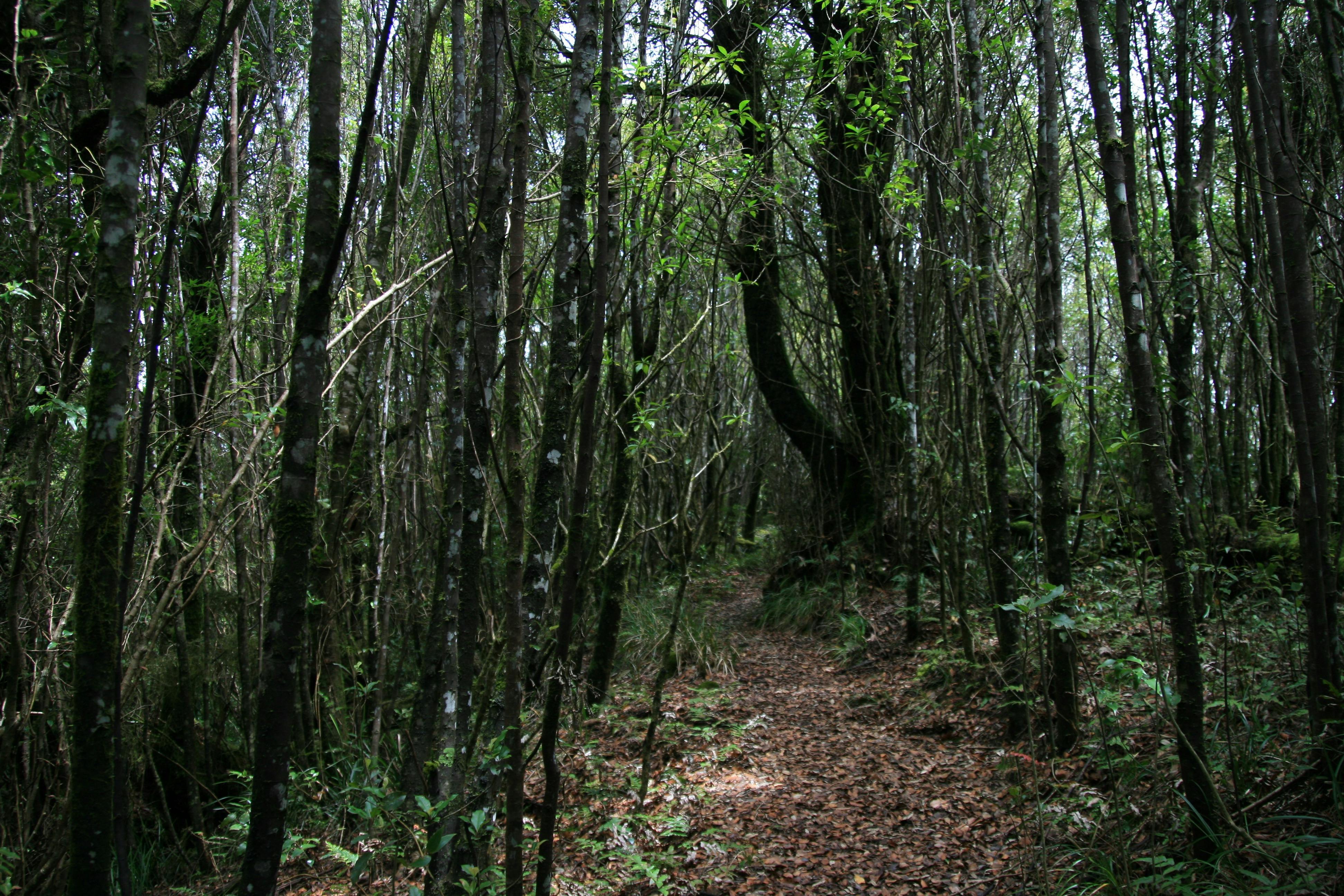 Mount Hobwee Circuit, Lamington National Park