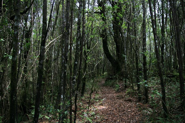 Mount Hobwee Circuit, Lamington National Park