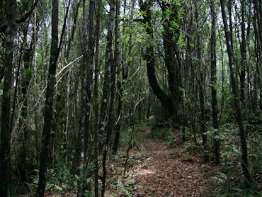 Tall slender trunks line the walking track through a forest.
