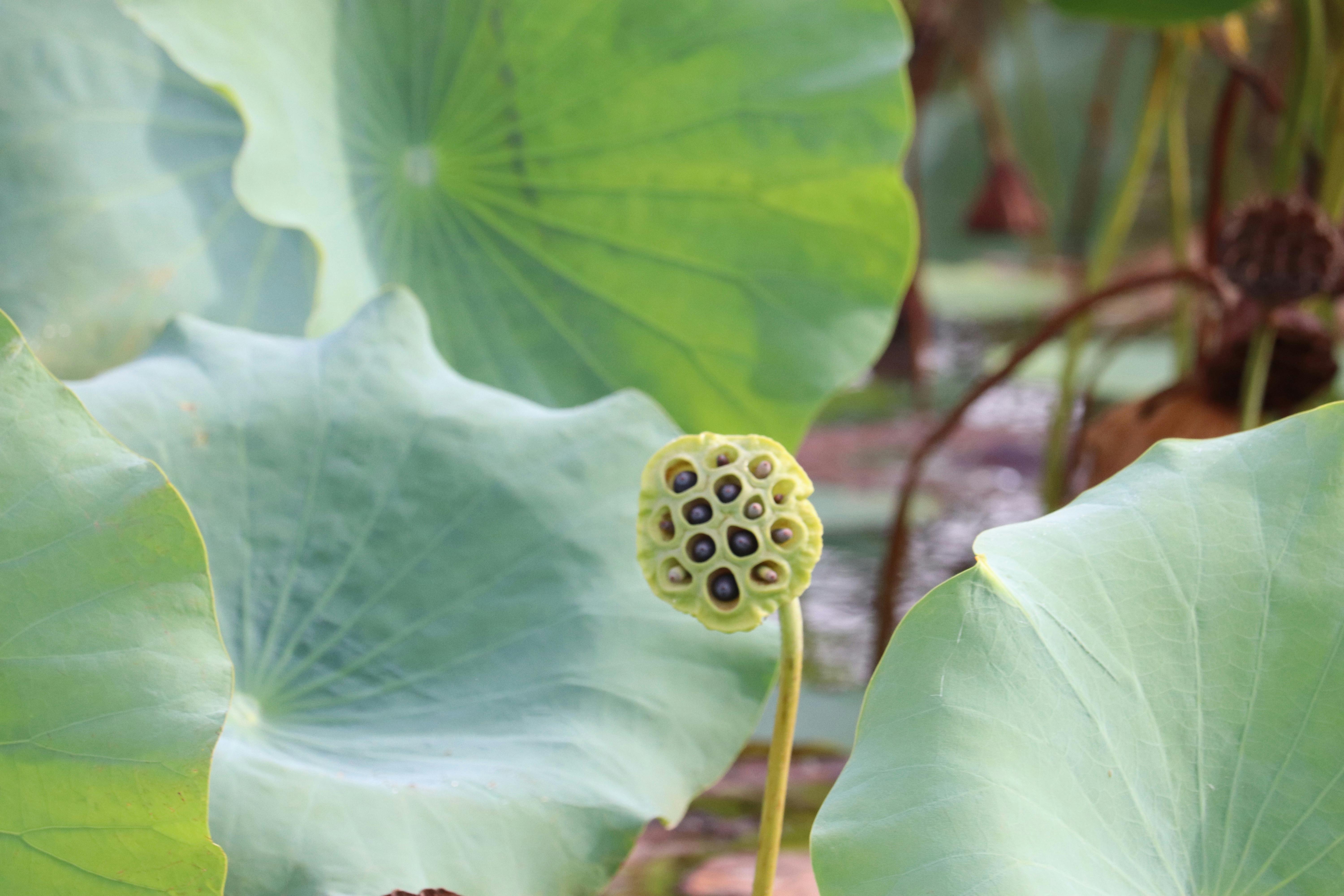 Water Lily