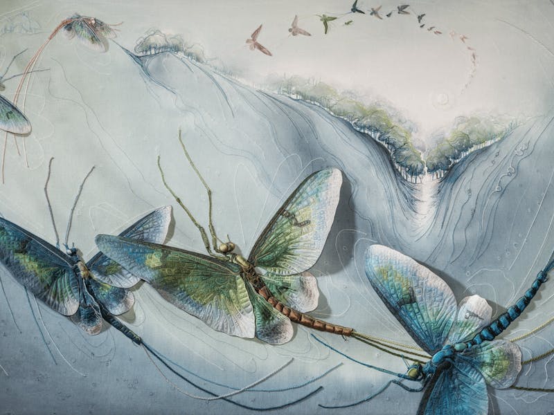 Image for Annemieke Mein Nature Revealed Exhibition