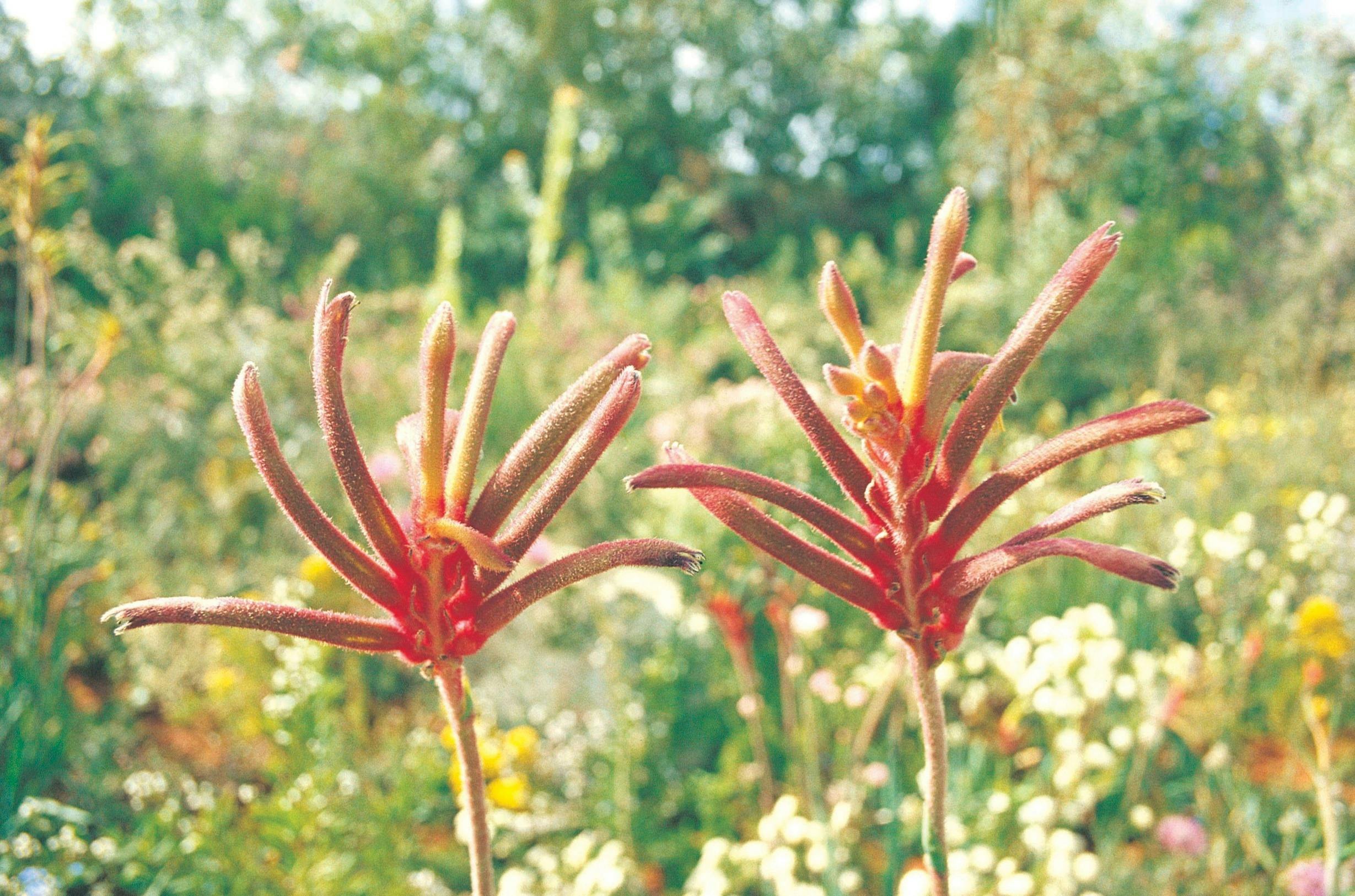 Jarrahland Wildflower Trail, Collie, Western Australia