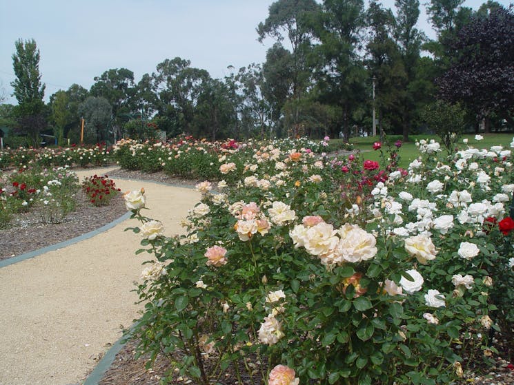 Victoria Park Rose Garden