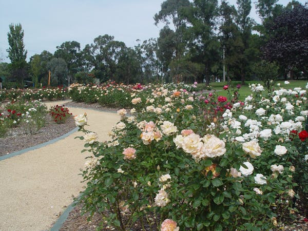 Victoria Park Rose Garden