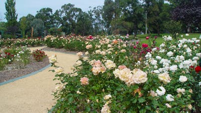 Victoria Park Rose Garden