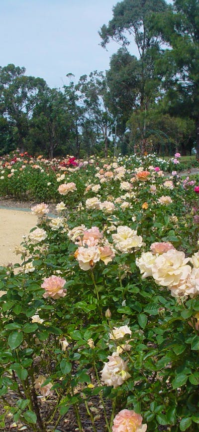 Victoria Park Rose Garden