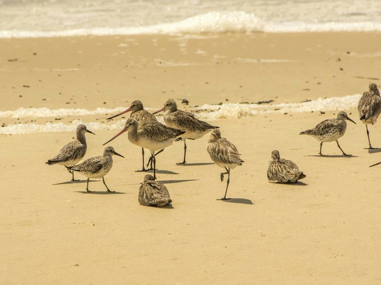 Image for Shorebirds And Their Habitat with Tony Belton