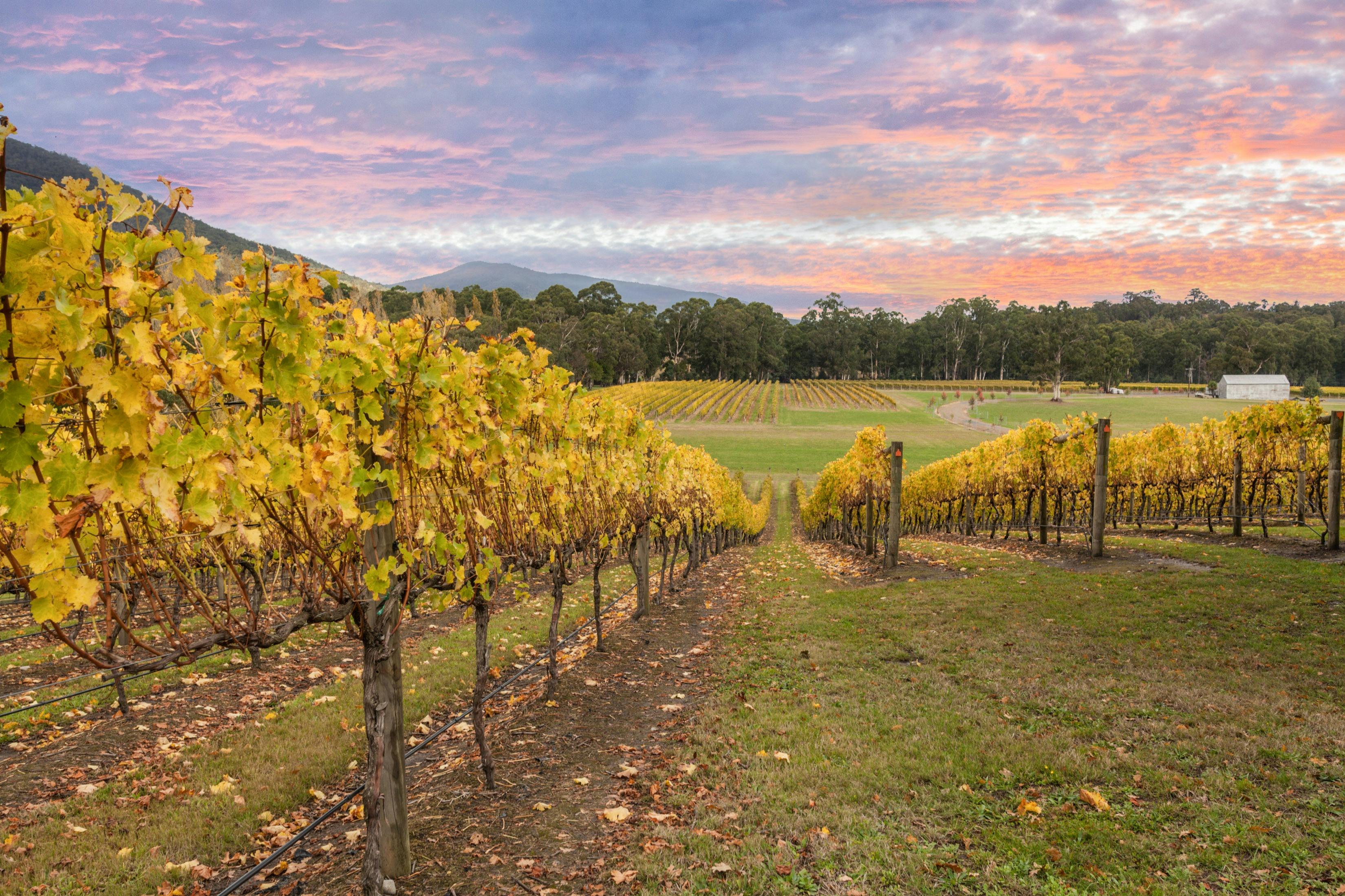 Vineyard in the Yarra Valley