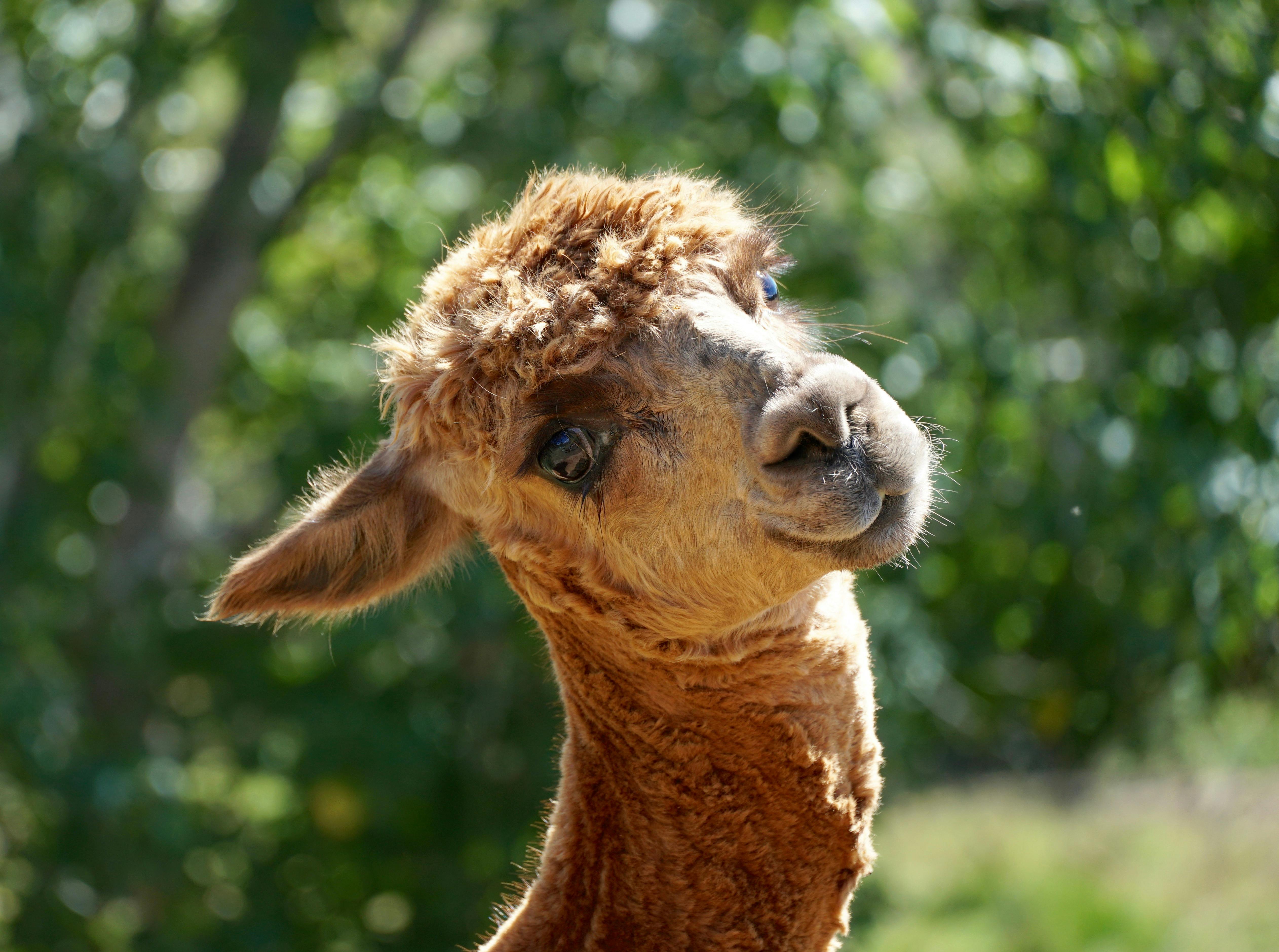 Nature's Echo Farm - Farm Tour with Animals
