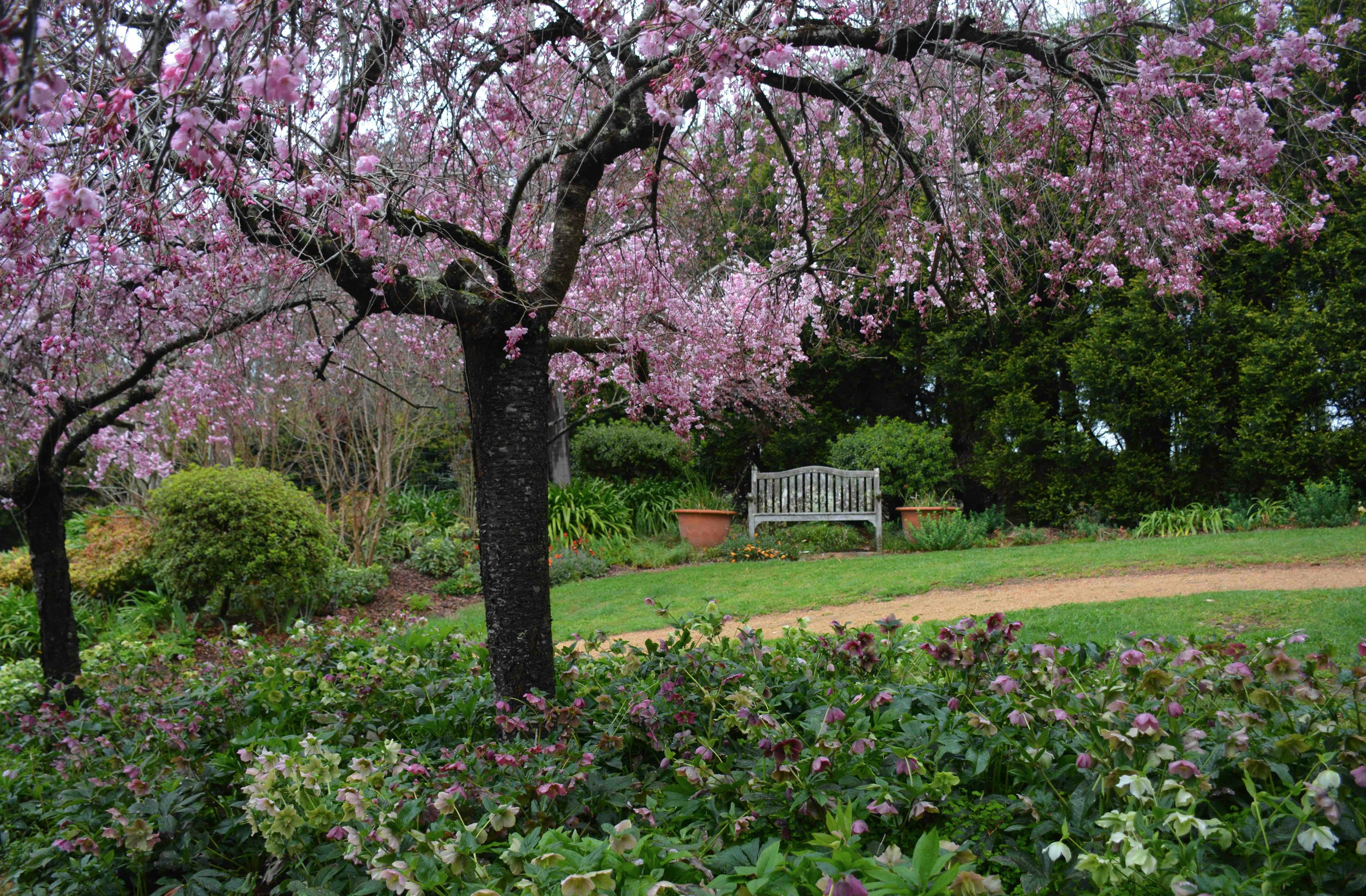 Flowering cherries line the entrance.