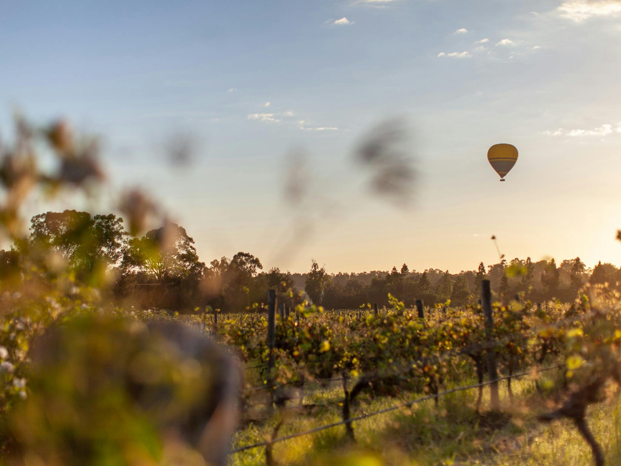 와인 산지에서 열기구 타기