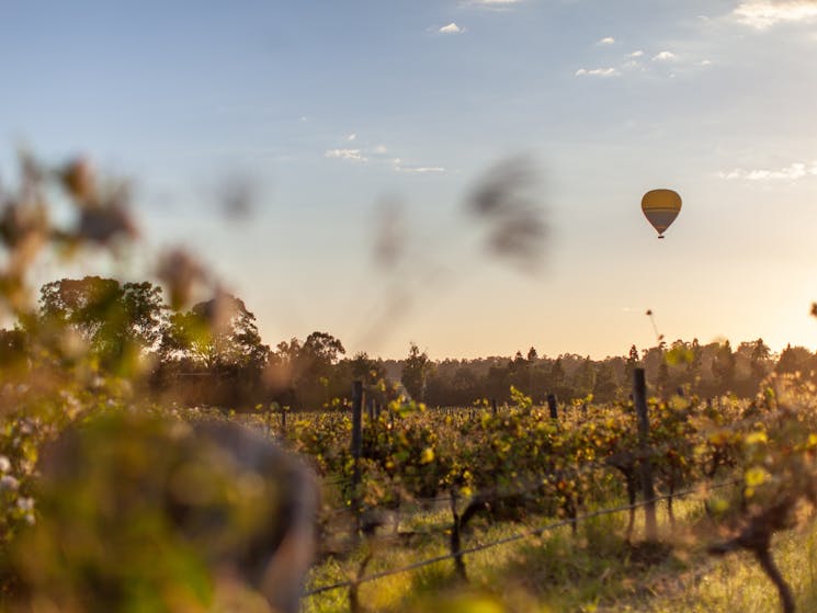 Hot air ballooning over wine country