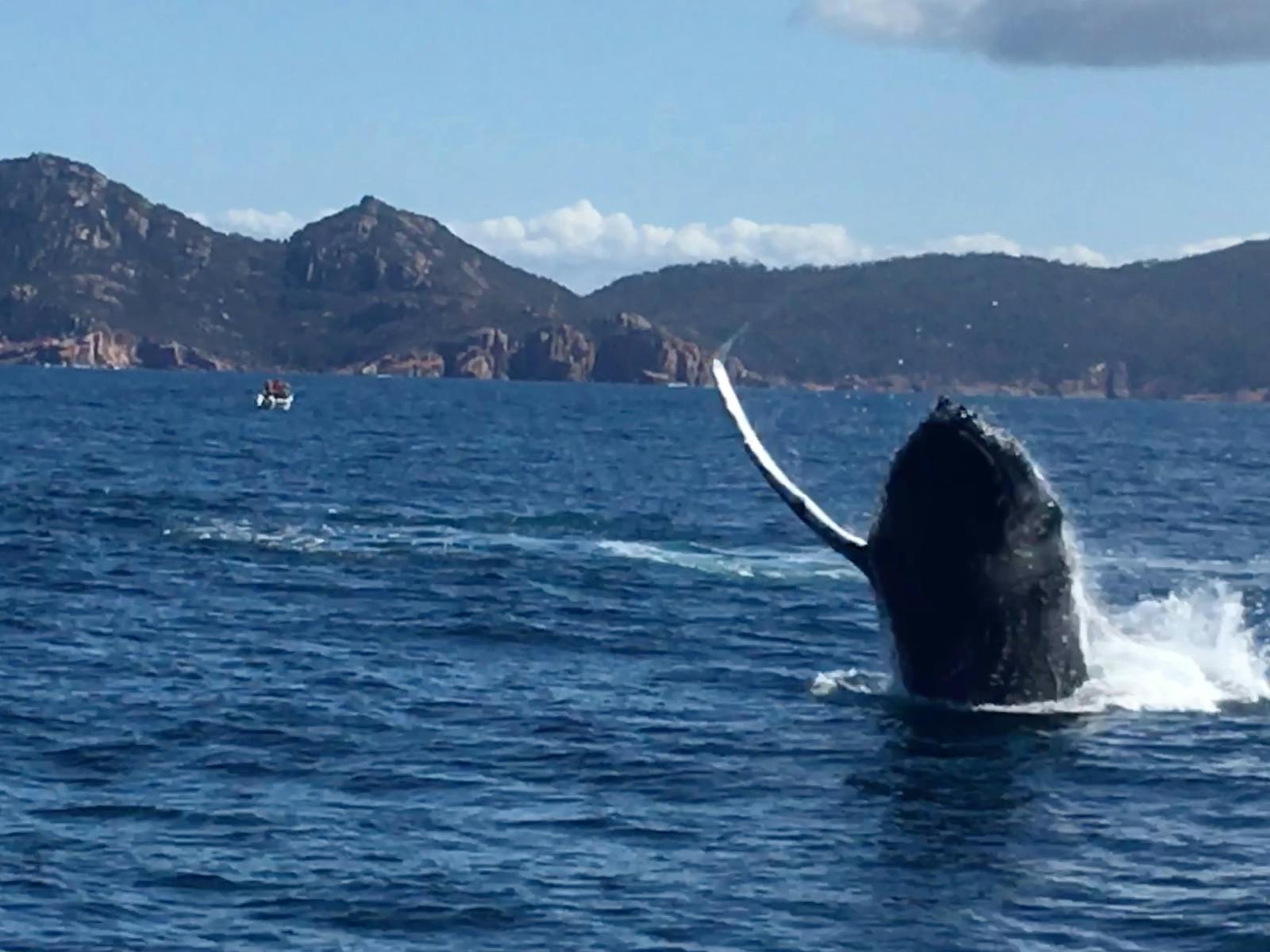 Humpback whale calf spotted in Schouten Passage