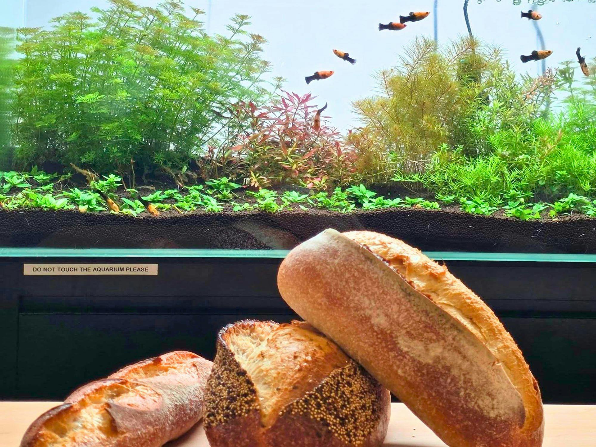 Sunnyside Bakery and Cafe